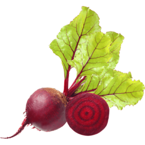 סלק